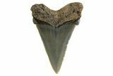 Serrated Angustidens Tooth - Megalodon Ancestor #321687-1